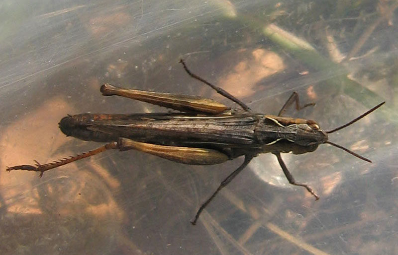 Chorthippus (Glyptobothrus) sp.